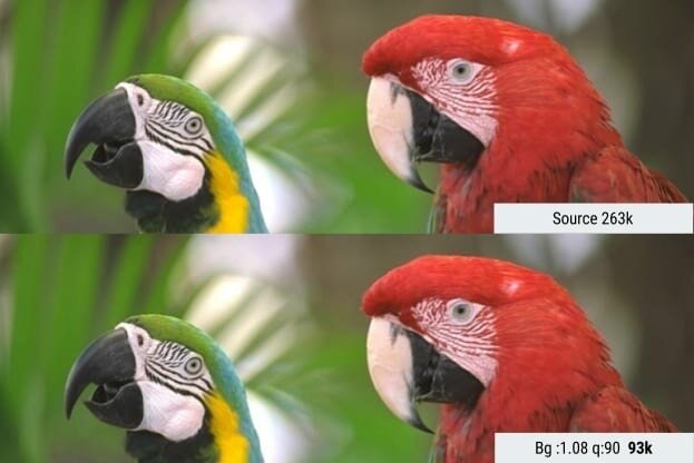 butteraugli validating an image of a parrot